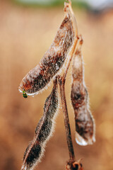 close up of a bug and a soybean