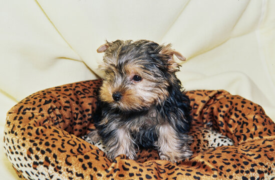 Yorkie puppy on pillow