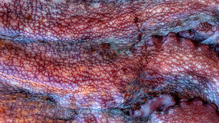 The texture of the wet skin of a large octopus. Bright abstract background