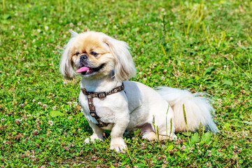 White Pekingese dog on the grass in the park in sunny weather