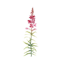 Branch of pink fireweed isolated on white background. Watercolor hand drawing illustration.