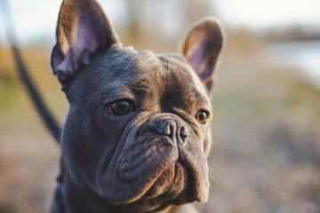Fototapeta premium french bulldog portrait