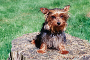 Yorkie on stump