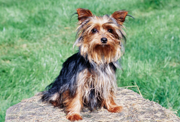 Yorkie on stump