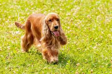 Brown shaggy dog breed Cocker Spaniel runs in the park on the grass
