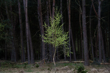 Fresh green leaves of a young Birch in spring against a background of a dark pine forest