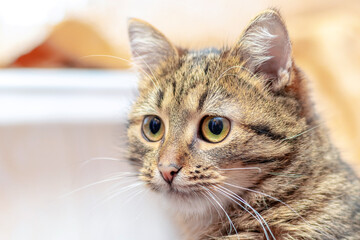Brown striped kitten with attentive look close up on blurred background