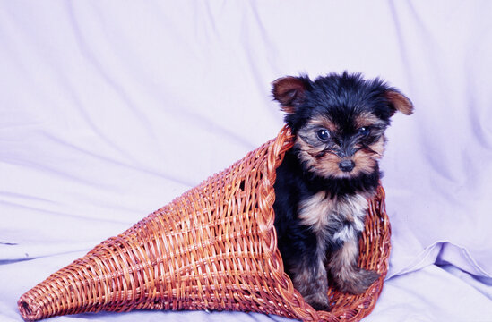 Yorkie puppy in cornucopia