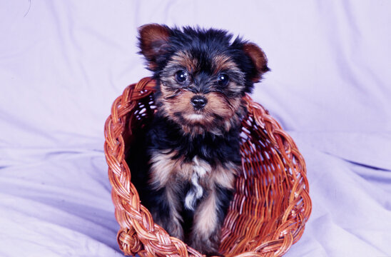 Yorkie puppy in cornucopia