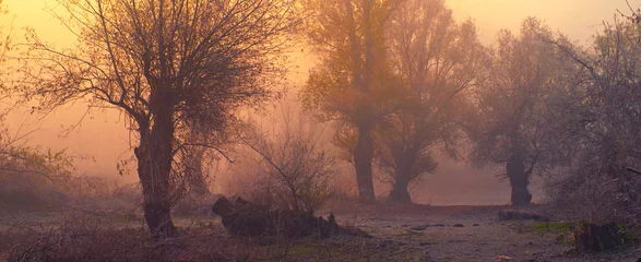 Zelfklevend Fotobehang Griezelig donker herfstlandschap met bos in mist © Solid photos
