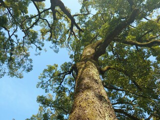 Fototapeta premium a huge and tall tree