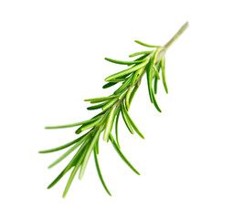 Fototapeta premium One branch of rosemary isolated on white background.