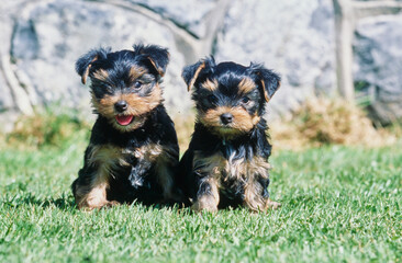 Yorkie puppies in grass