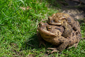 mating toads in spring, a pair of male and female toads on the grass
