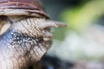 Land snail looking out with one eye.