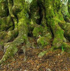 Detils of the trunk and roots of a big and old tree..