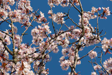 Pink cherry blossom in the spring.