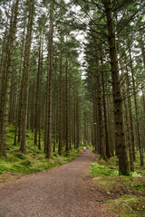 Walking path throug a pine forest.