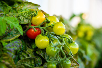 Green and red tomatoes soon to be harvested.