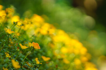 Closeup of yellow flower and green leaf under sunlight with copy space using as background natural plants landscape, ecology wallpaper concept.