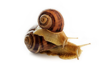 A small snail rides on a large one on a white background.
