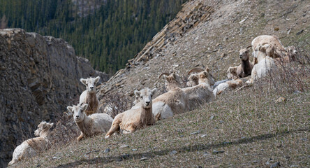 A herd of bighorn sheep (Ovis canadensis) grazing in an alpine meadow near Exshaw, Alberta, Canada