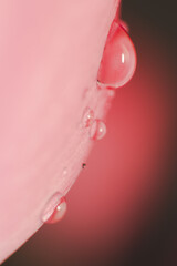 close up macro of a pink tulip with water drops on it