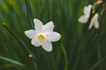 Fototapeta na wymiar a white daffodil flower in the springtime