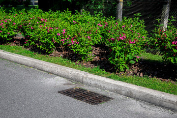 drainage manhole with a grate for rainwater on an asphalt road near a garden bed with blooming...