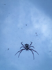 spider on the sky