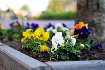 adapt, adaptation, adapting, biodiversity, boomspiegel, boomspiegeltuin, cityscape, climate action, climate adaptation, climate control, climate crisis, eco, eco friendly, ecological, ecology, environ