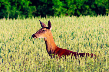 deer in the grass