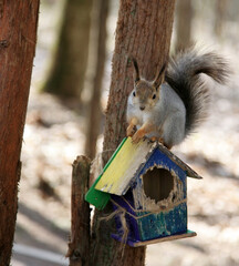 A squirrel sits on a feeder in the form of a house and waits for a nut - 502636283