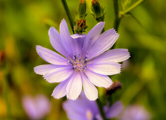 purple and yellow flower