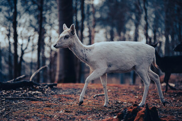 white deer 