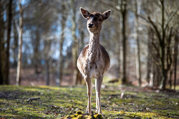 deer in the woods