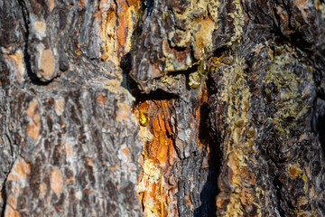 The texture of old pine bark. Rough pine bark close-up