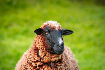 Naklejka premium Brown and white sheep, on green pasture, outdoors in nature, farm animal.