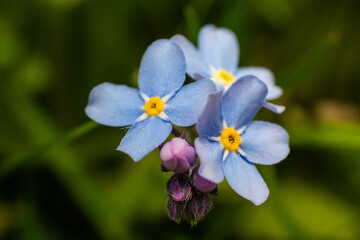 close up macro of blue, violet forget-me-not flowers