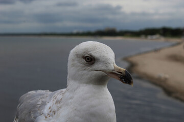 Photo of a seagull against the background of the sea