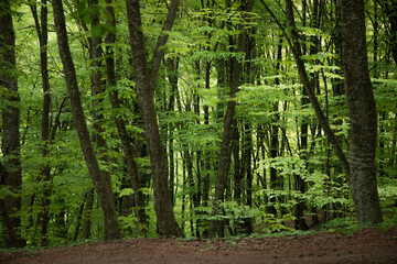 Forest trees. nature green tree