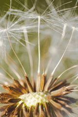 close up macro of dandelion seeds in a pattern