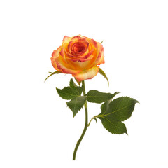 Beautiful orange rose isolated on white background.