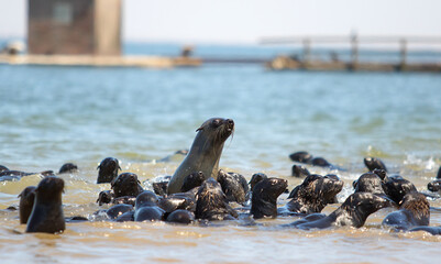 colony Fur seal