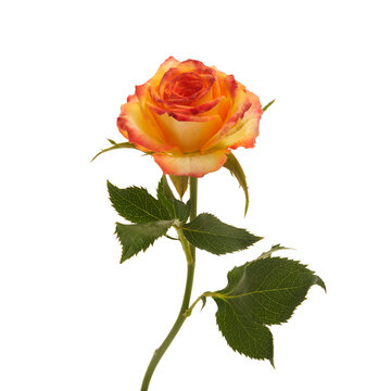 Beautiful orange rose isolated on white background.