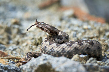 Nose-Horned Viper with forked tongue outside (Vipera ammodytes)