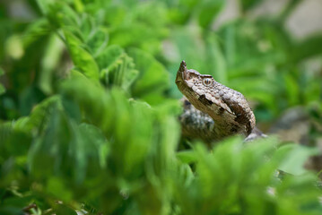 Nose-Horned Viper hiding in the grass (Vipera ammodytes)
