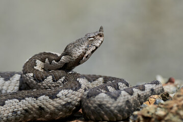 Nose-Horned Viper close-up (Vipera ammodytes)