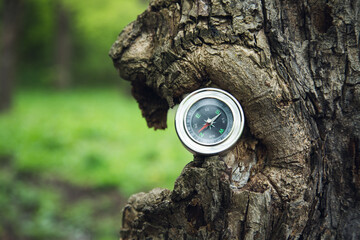 Naklejka premium compass in tree in forest