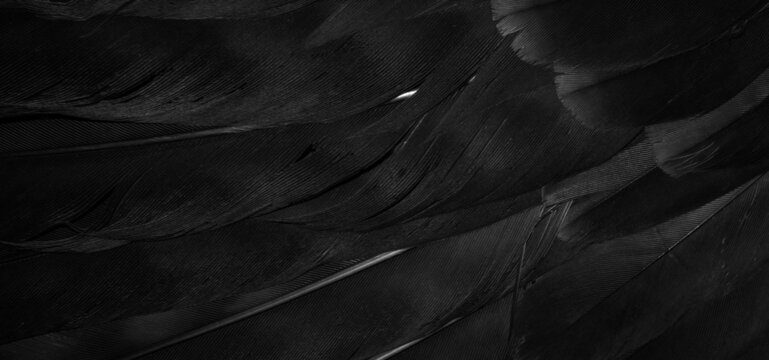black hawk feathers with visible detail. background or texture
